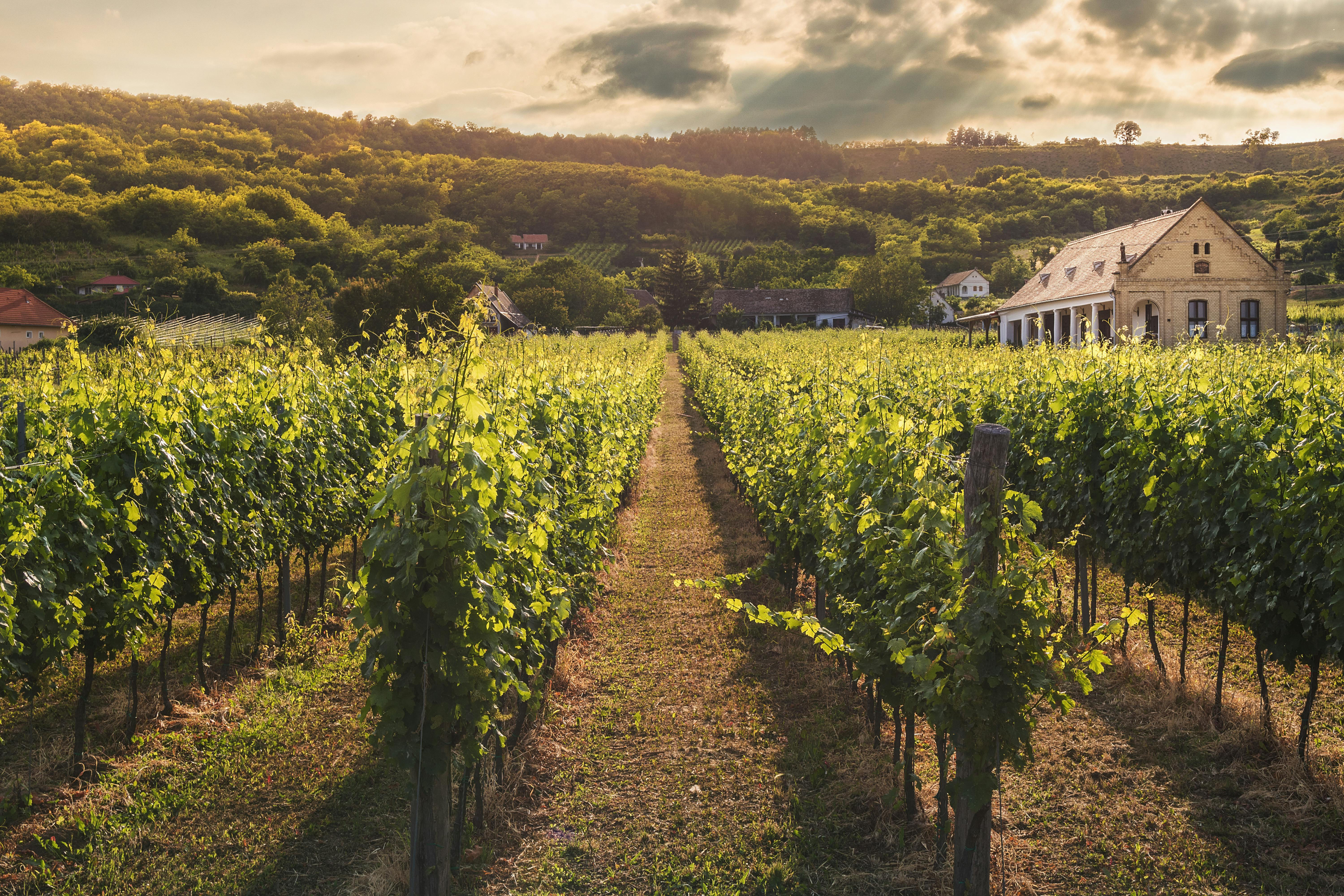 Vineyard landscape